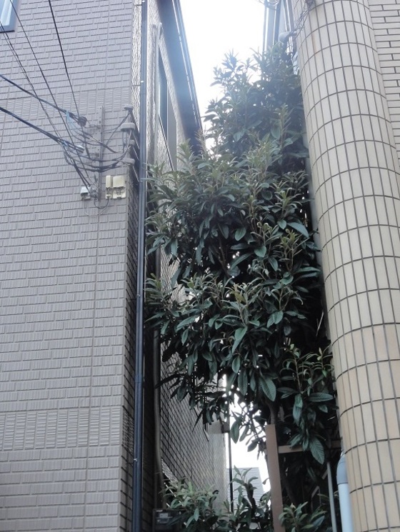 img_20151108-033911.jpg