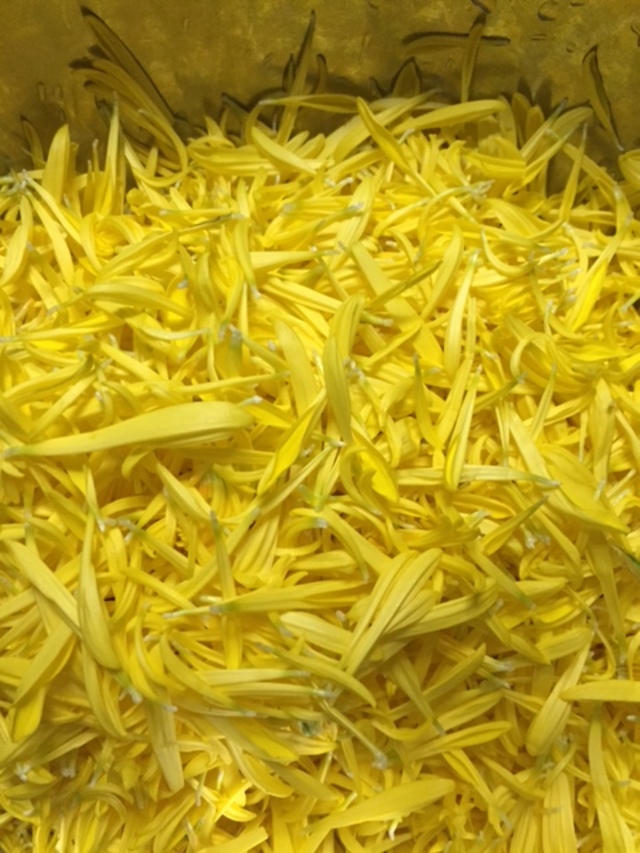 食用菊