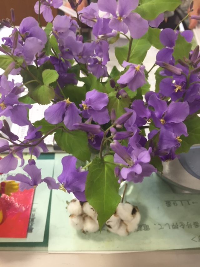 だいこんの花