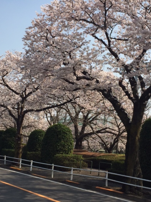 桜並木