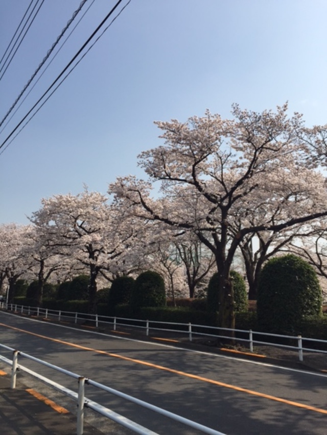 桜並木