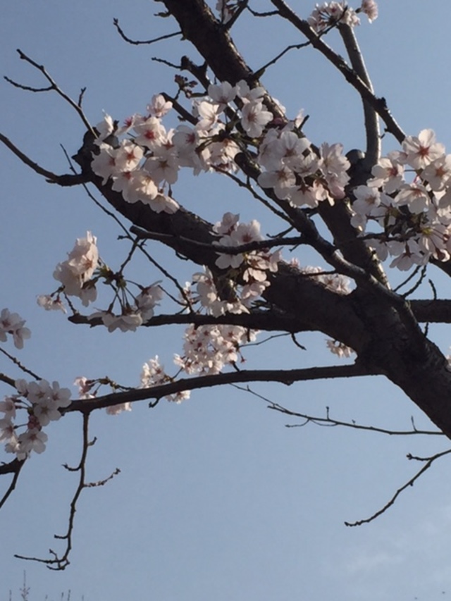 桜並木