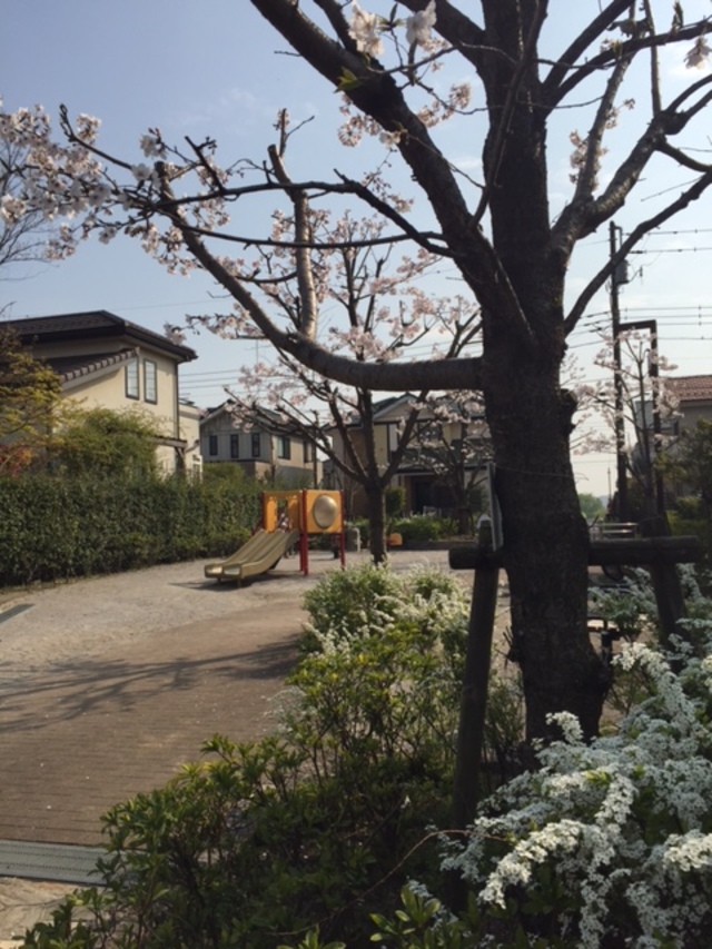 桜並木