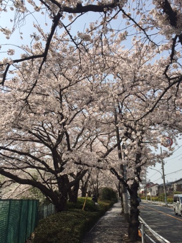 お花見