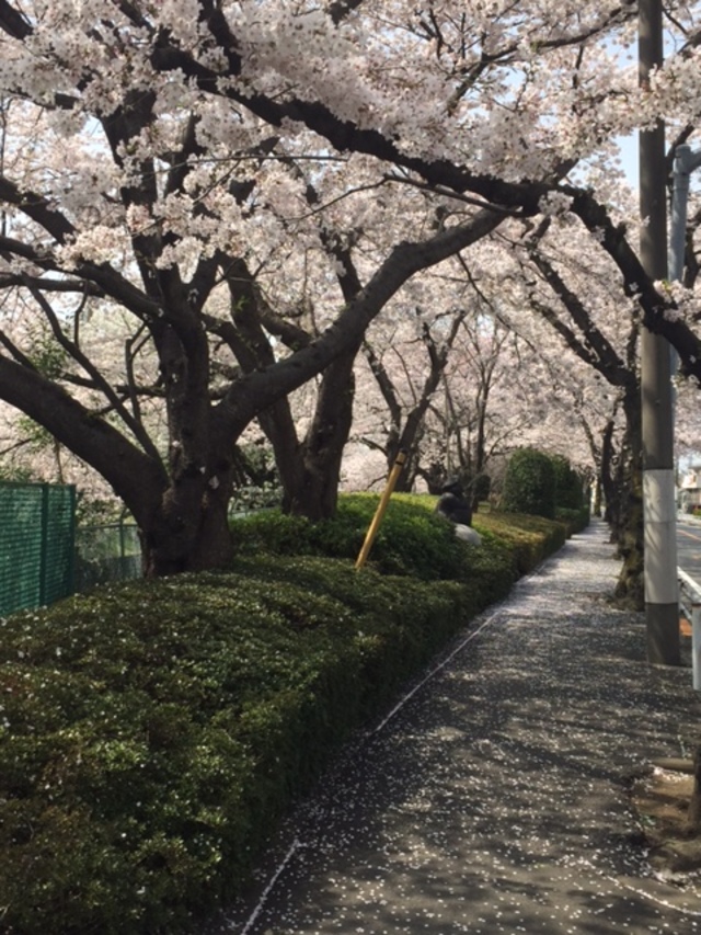 お花見