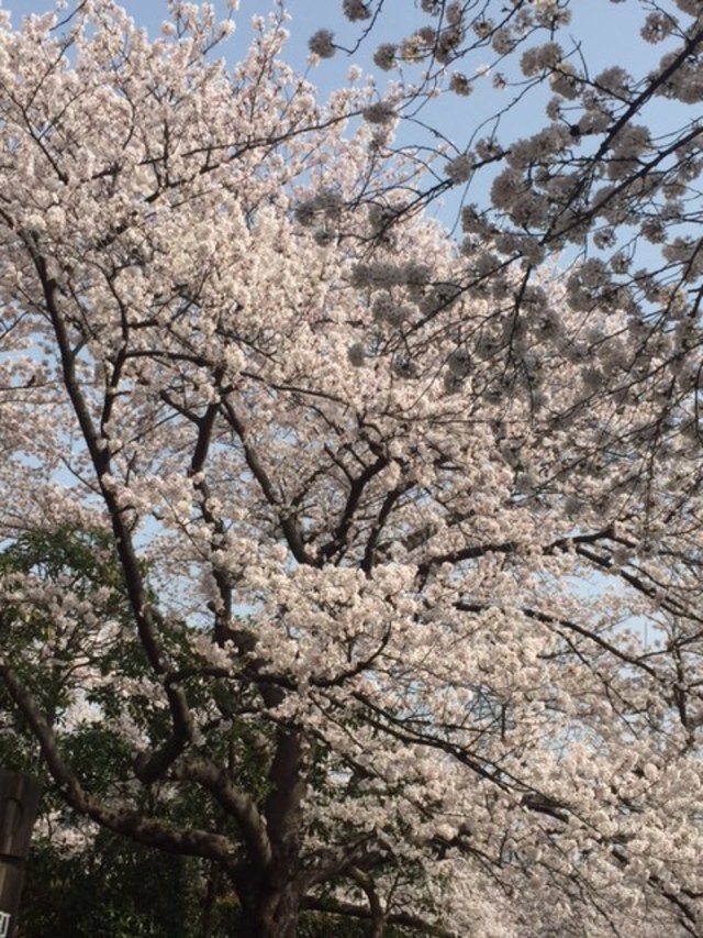 お花見