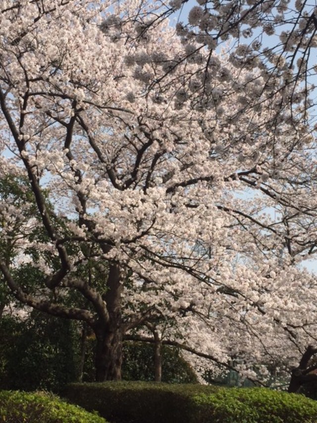 お花見