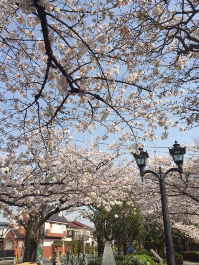 お花見