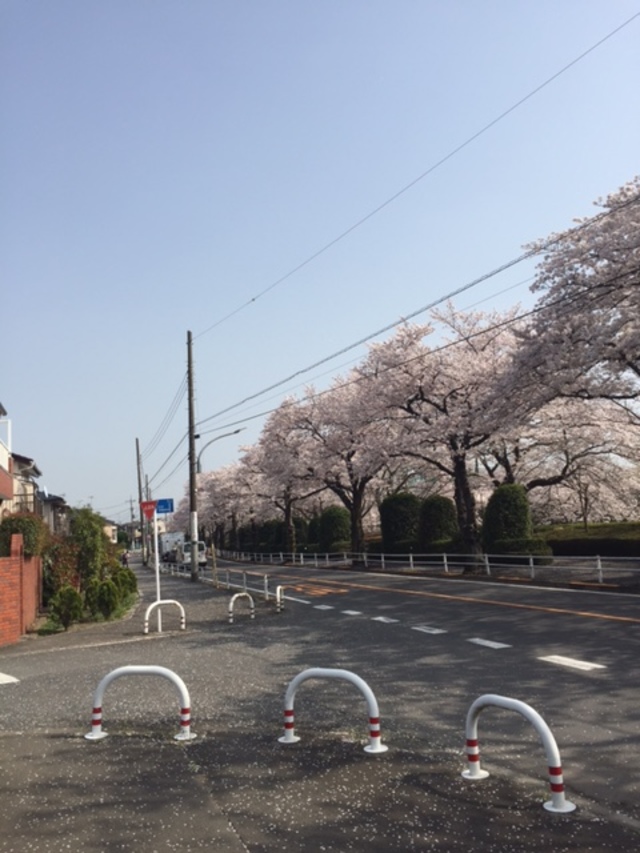 お花見