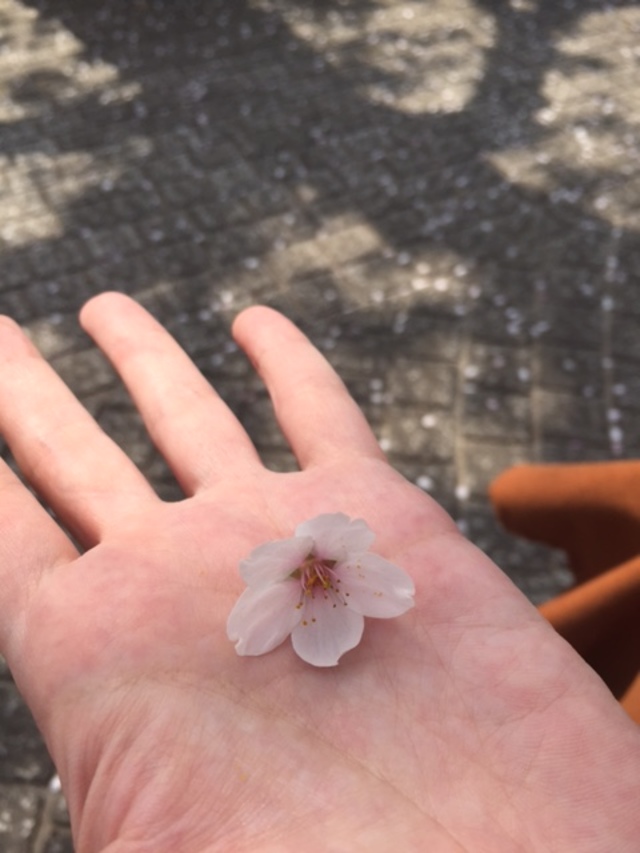 お花見