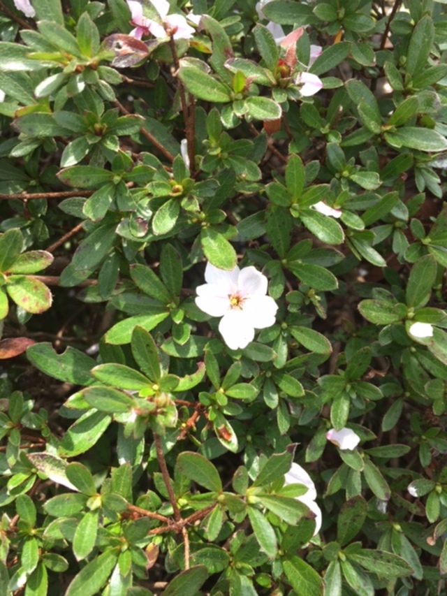 お花見