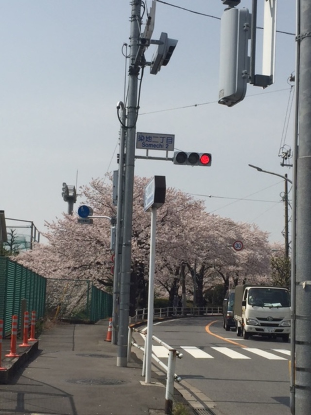 お花見