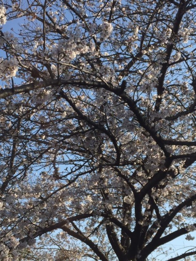 春の陽気