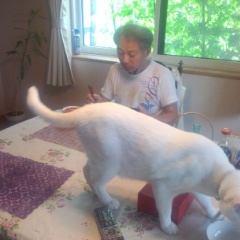 お昼は猫と