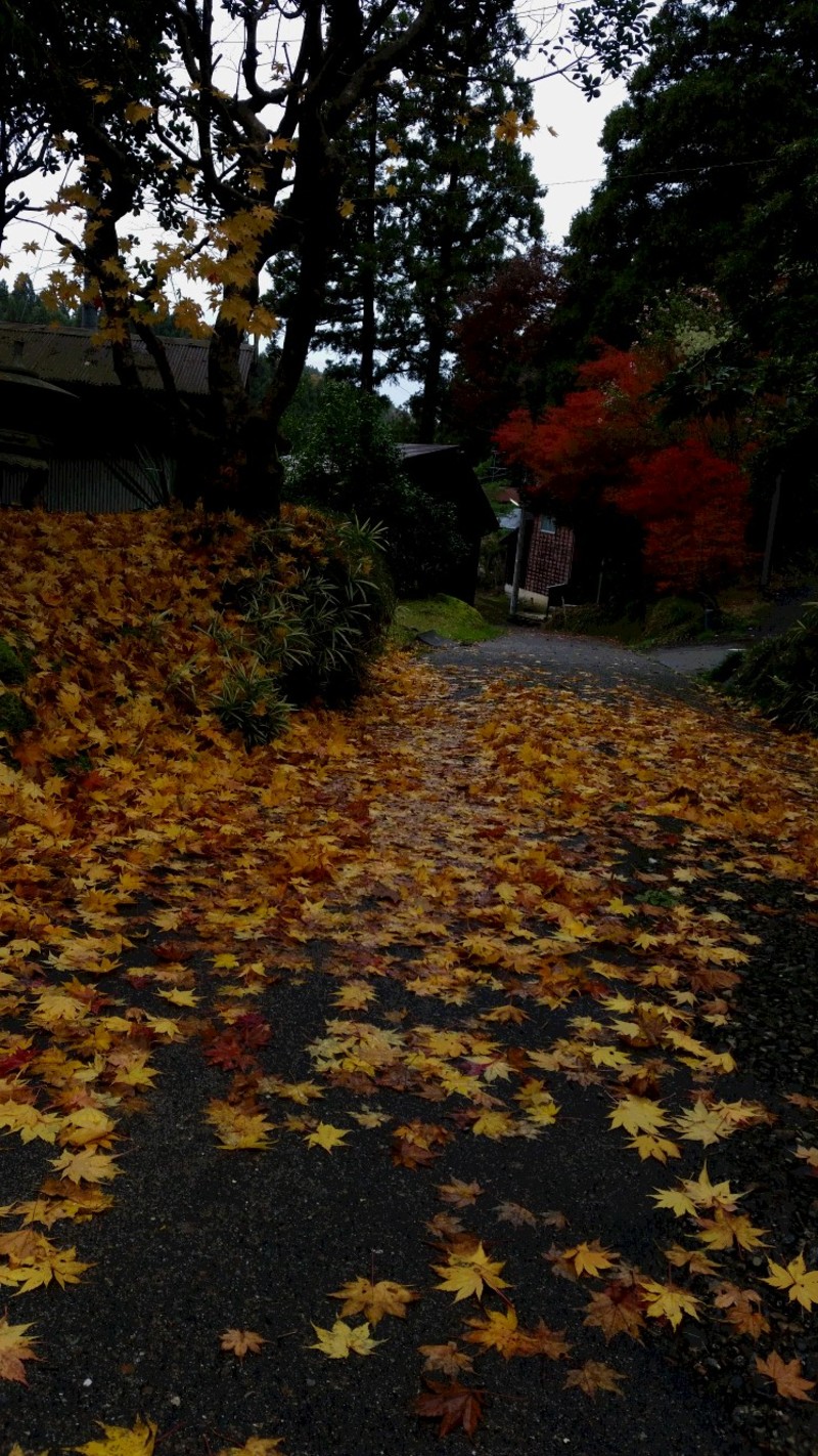 秋燦々