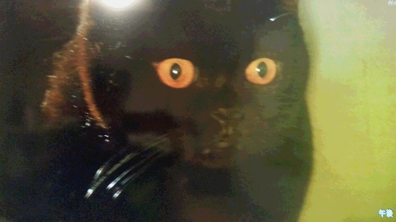 吾輩は猫である