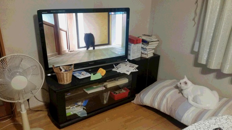 吾輩は猫である