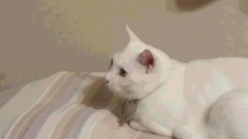 吾輩は猫である