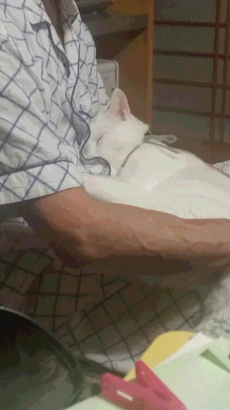 招き猫息子猫と