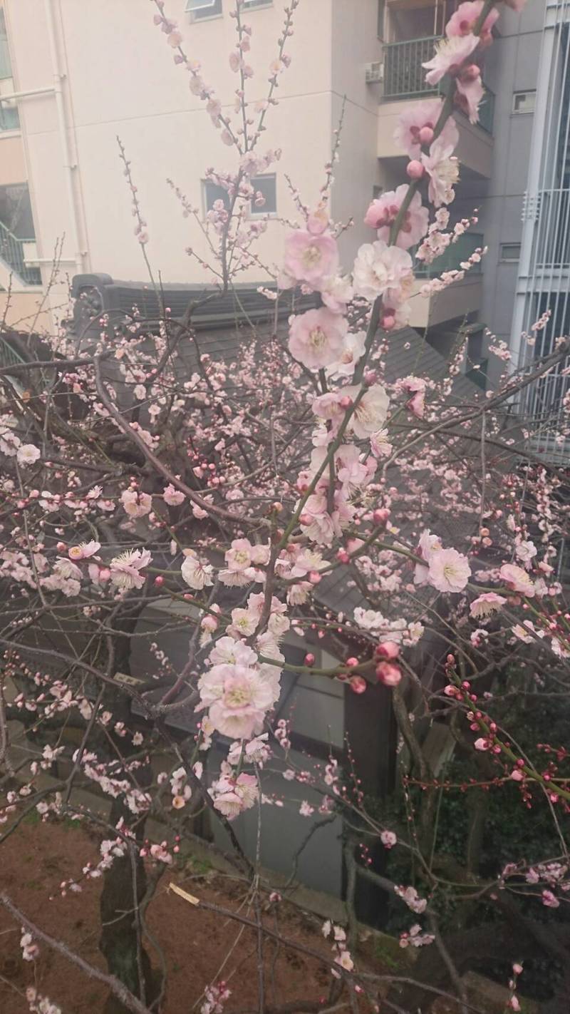 梅の花