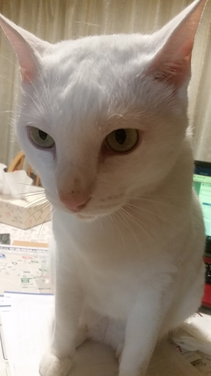 ゴーヤ