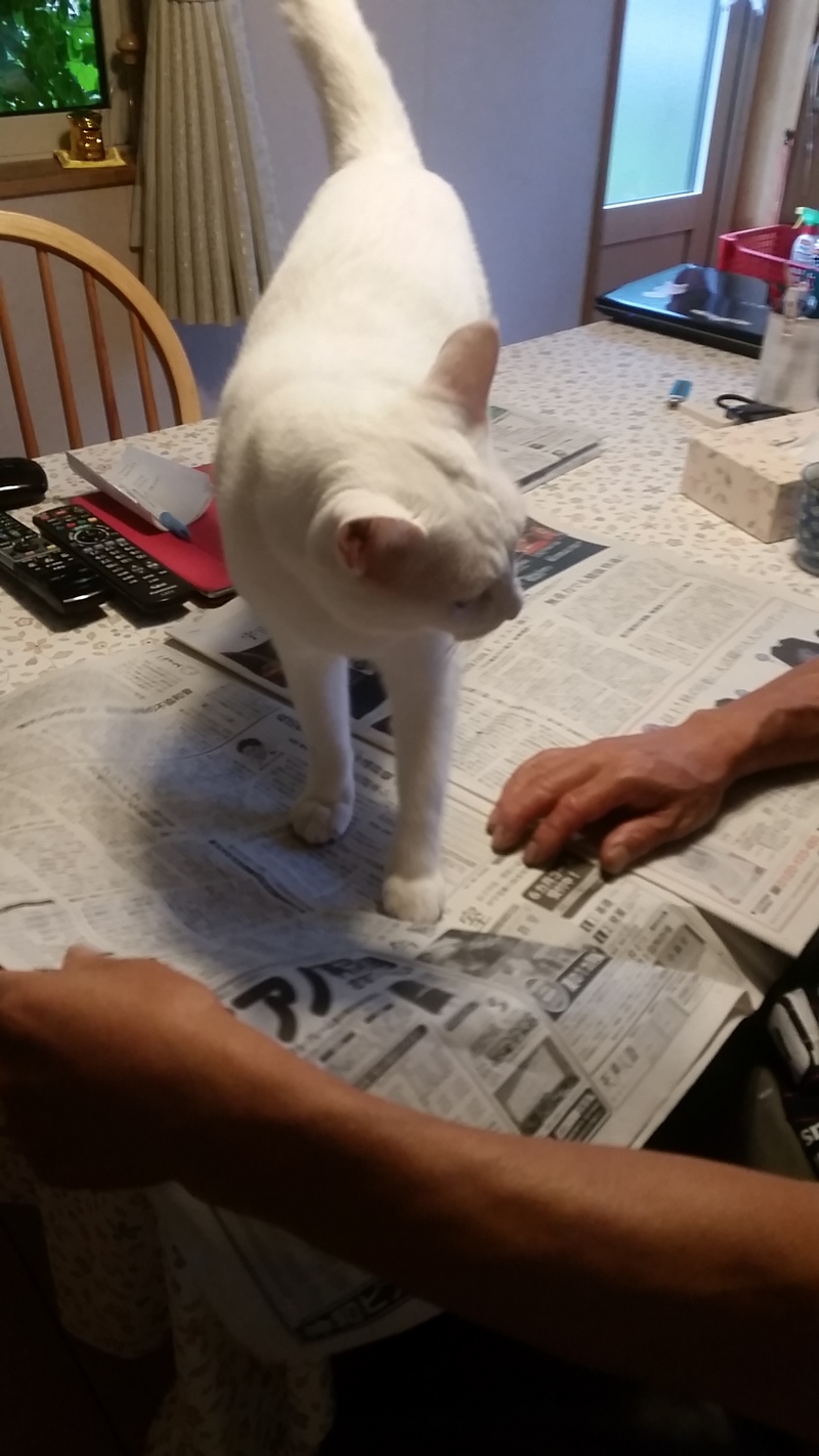 新聞読みたい読ませたくニャイ