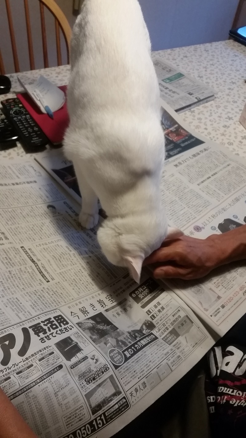 新聞読みたい読ませたくニャイ