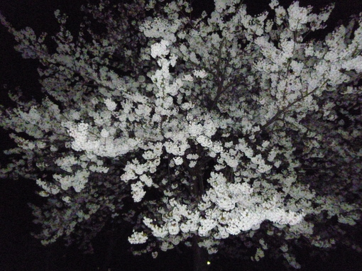 img_20140415-222503.jpg