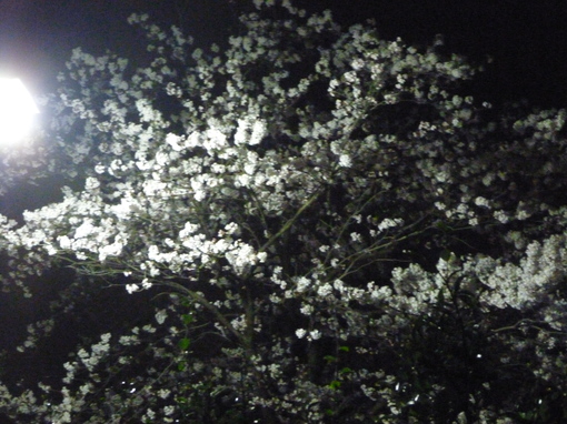 img_20140415-222759.jpg