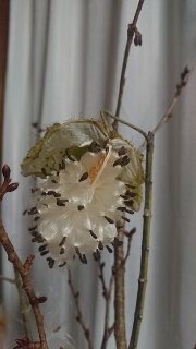 【blog】規則的で美しい