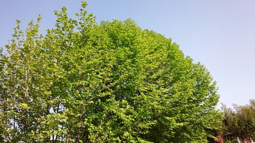 img_20150502-160602.jpg