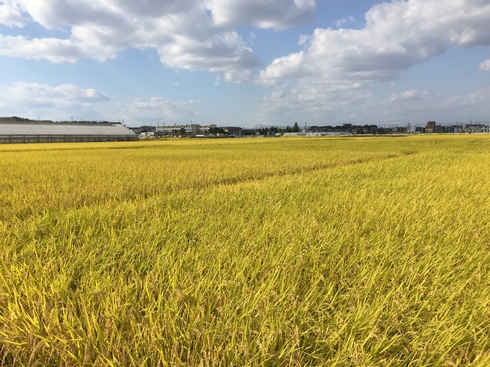 秋の田