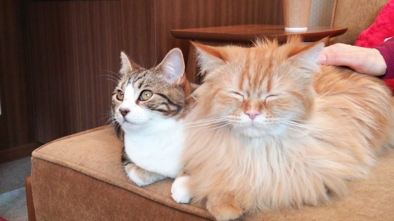 猫カフェ