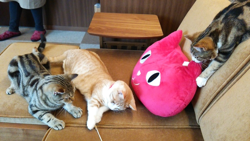 猫カフェ