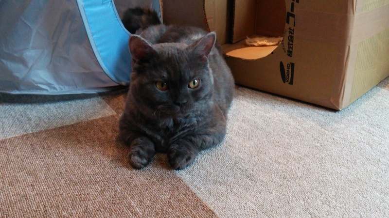 猫カフェ
