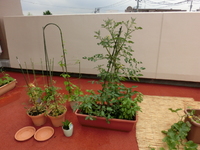img_20150626-081212.jpg