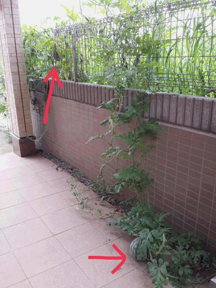 スイカの名産地