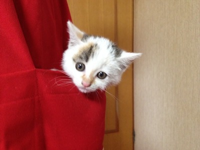 うちの庭で野良猫が子供産んで育児放棄してしまいました