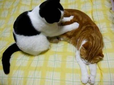 腰痛ほぐし