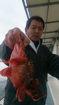 12月28日(日) ガシラ釣果