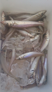 2015-06-04 キス釣果