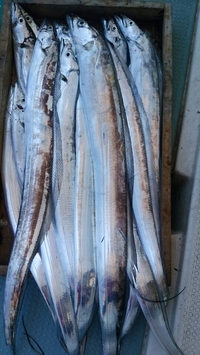 9月7日 岡田釣船 八英丸 最新釣果