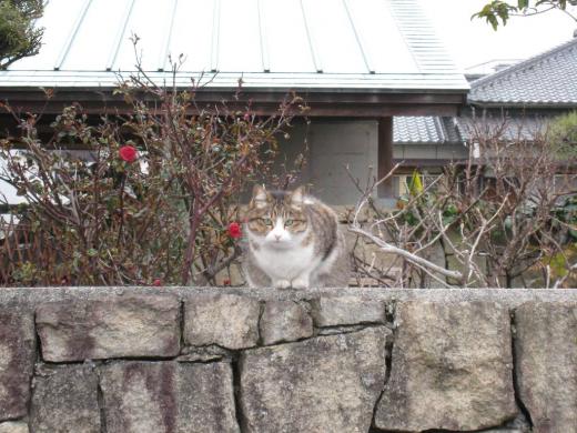 猫と椿画像