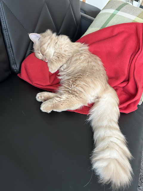 猫のトリミングについて画像