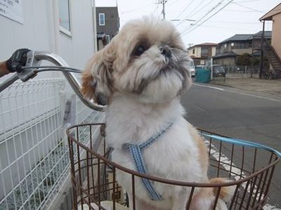 すももちゃん