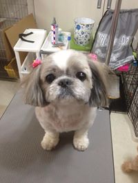 ふぁんふぁんちゃん