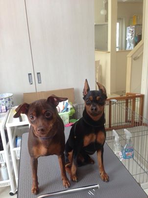 ミッキー君＆プーちゃん