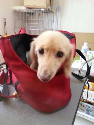 サラちゃん
