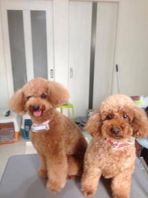 マシュ君＆ルルちゃん