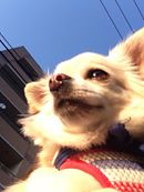 コロスケくん